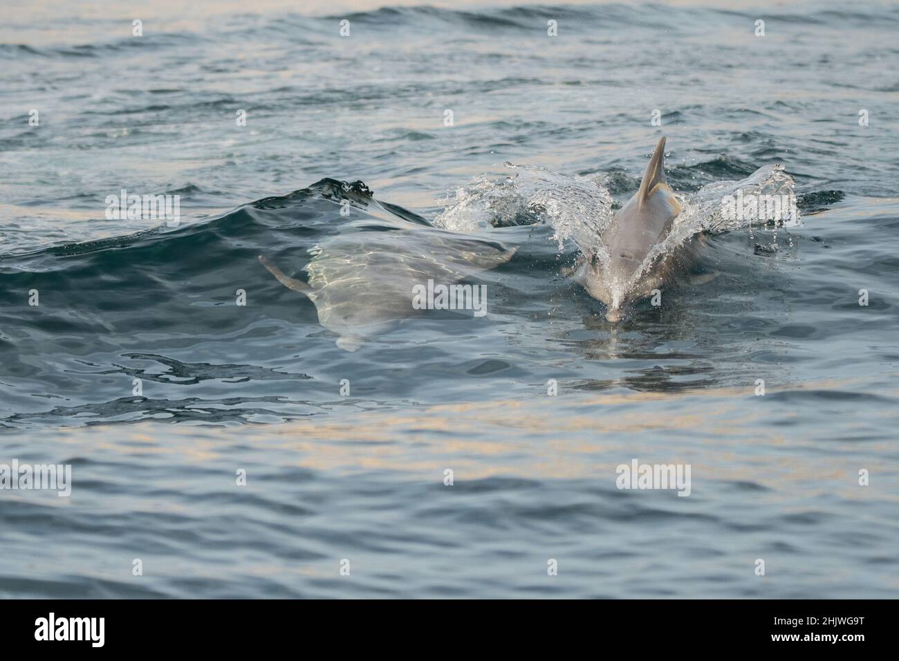 Delfine in der Bucht von Khasab. Musandam. Oman. Stockfoto
