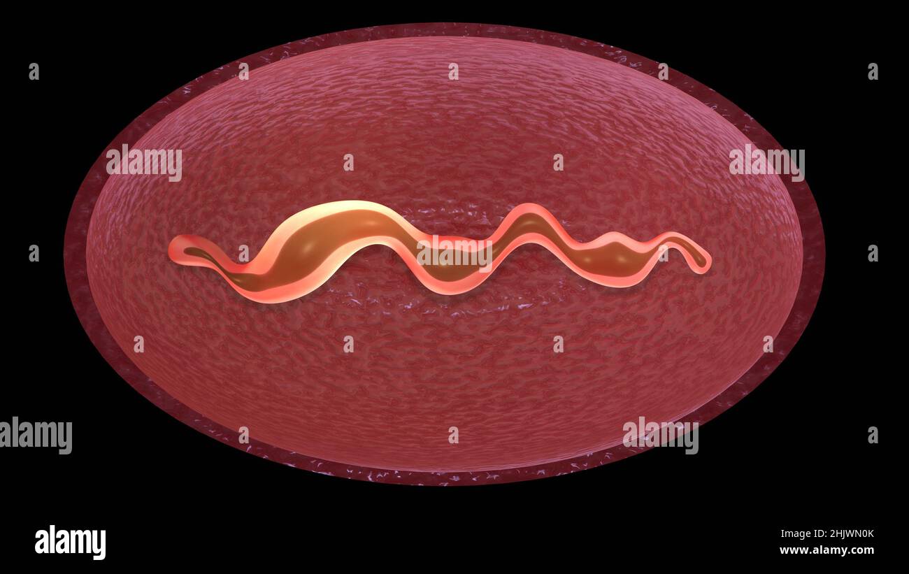 Zellteilung . Mitochondrien-Spaltung, DNA-Replikation. Stadien der mikrobiellen Reproduktion . 3D Darstellung rendern Stockfoto