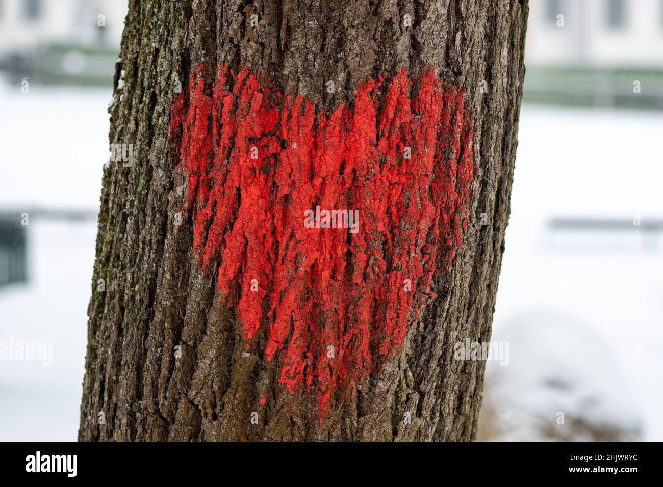 Rotes Herz auf einem Stamm eines alten Baumes in einem Park im Winter mit Schnee gemalt. Valentinstag, Geburtstage oder Hochzeiten und verschiedene Feste Stockfoto