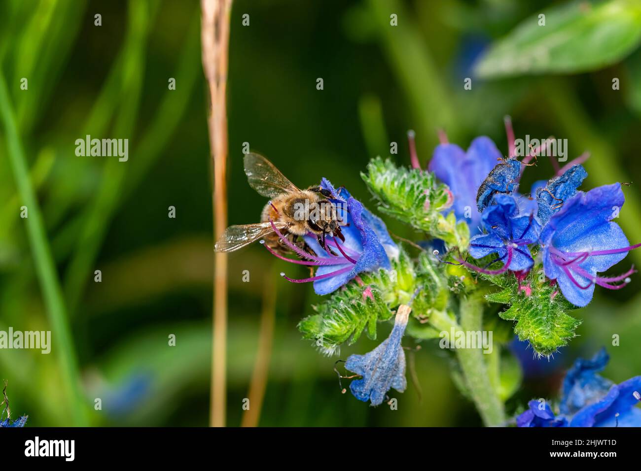 Die Wespe fliegt um die Blütenblätter und sucht nach Pollen. Stockfoto