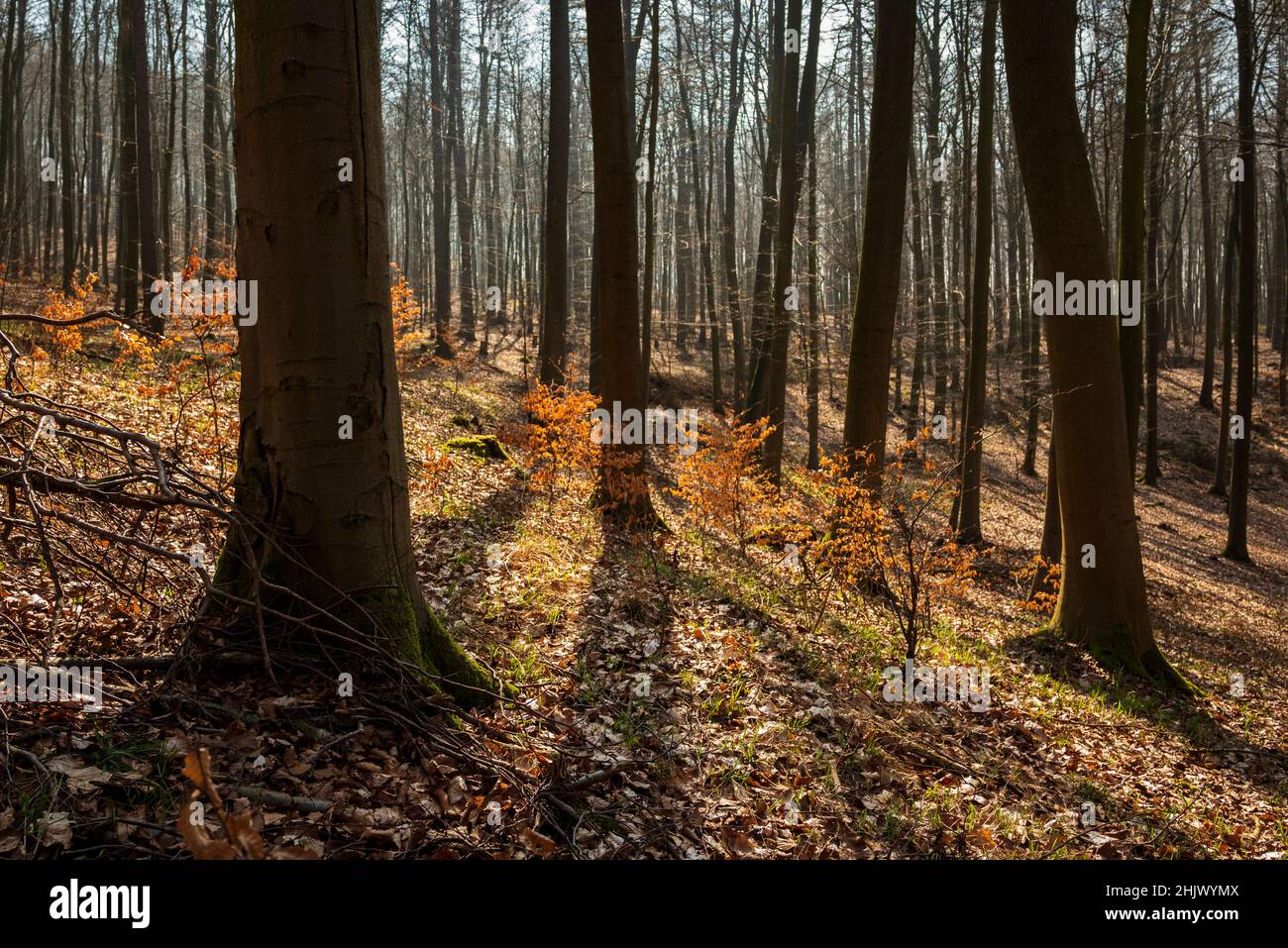 Herbstbuchenwald in Kalletal, Ostwestfalen-Lippe, Nordrhein-Westfalen, Deutschland Stockfoto