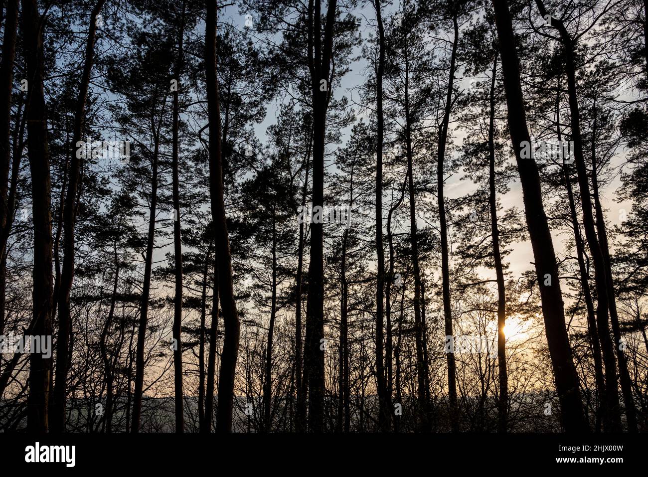 Blick aus dem Wald mit Baumsilhouetten gegen den Abendhimmel in Kalletal, Ostwestfalen-Lippe, Nordrhein-Westfalen, Deutschland Stockfoto