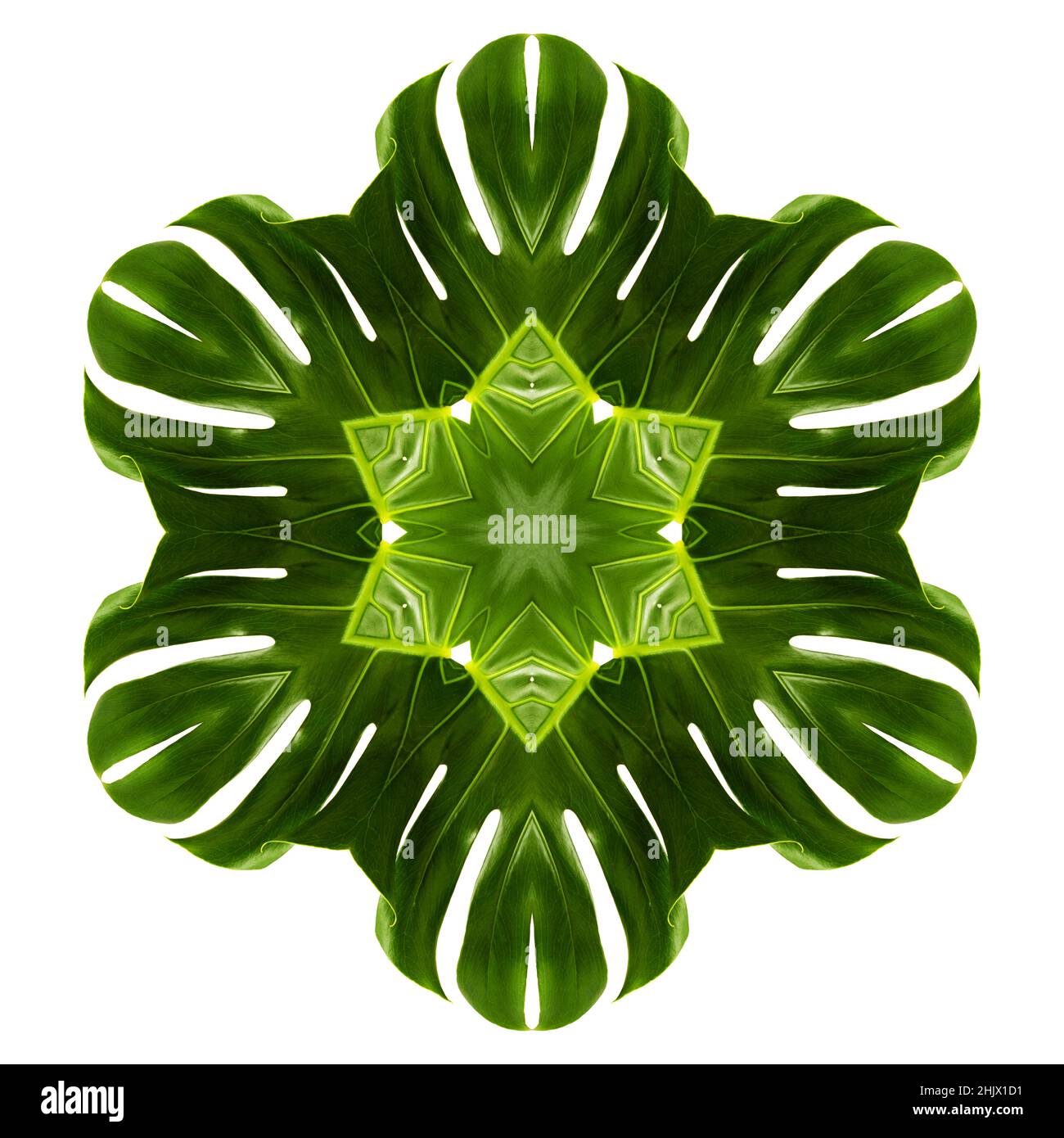 Kaleidoskop wiederholendes Muster mit Rotationssymmetrie, dunkel glänzend exotisches Monstera-Blattmuster Stockfoto