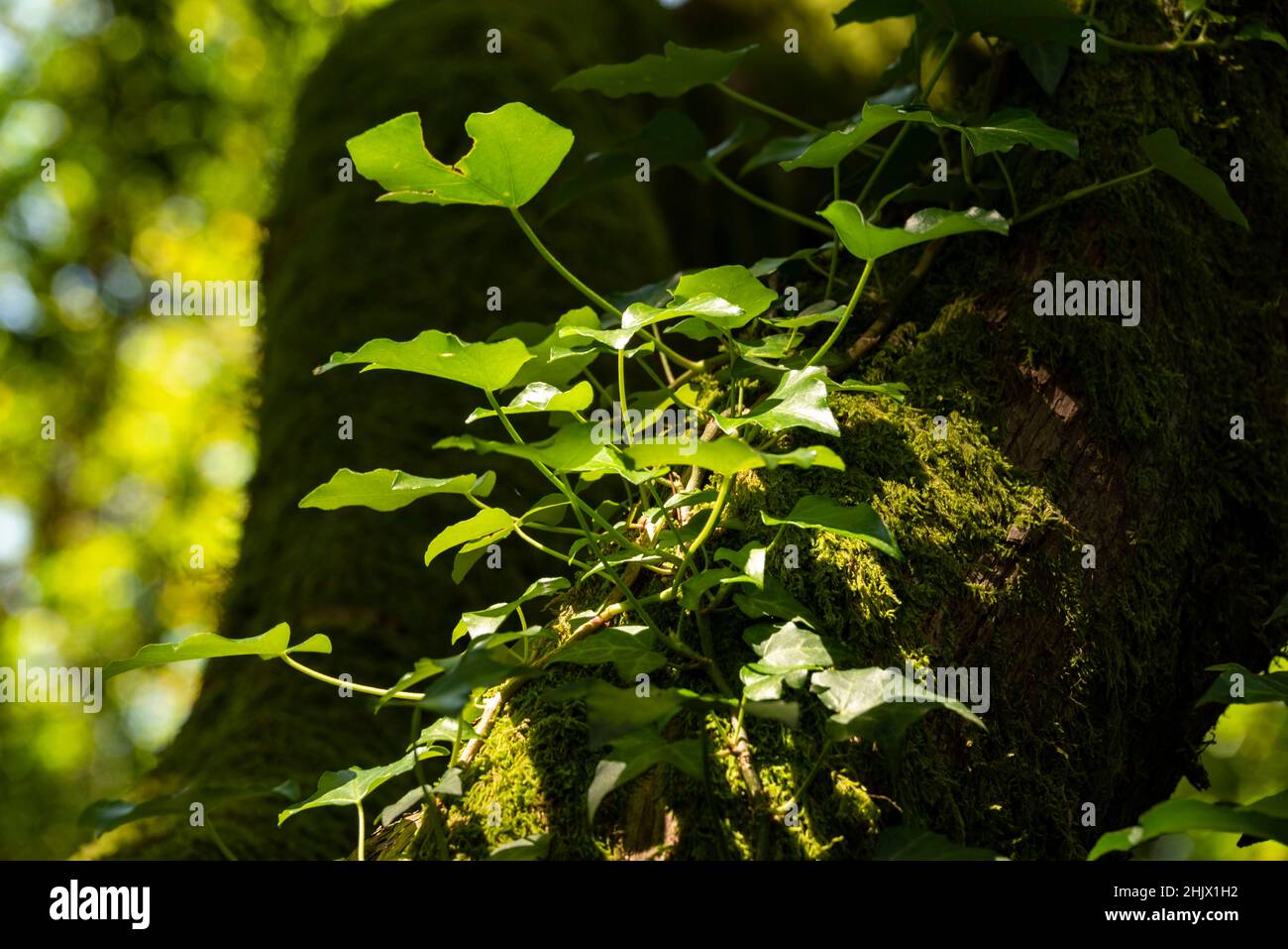 Nahaufnahme von beleuchtetem Efeu auf einem moosbedeckten Ast, Peneda-Gerês Nationalpark, Braga-Bezirk, Portugal Stockfoto