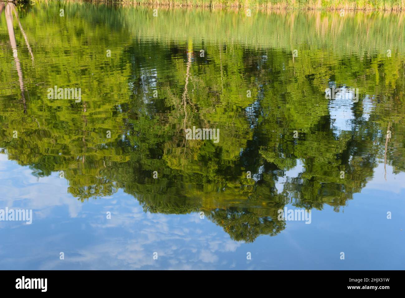 Reflektierende Bäume in einem kleinen See Stockfoto