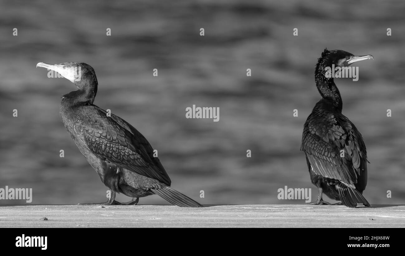 FOTOGRAFIE NATURALISTICA DI UCCELLI - VOGELFOTOGRAFIE Stockfoto