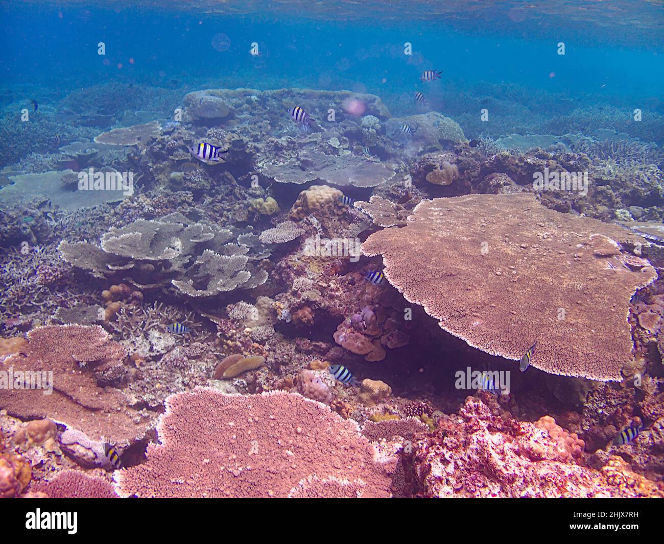Tischkorallen im Meer Stockfoto