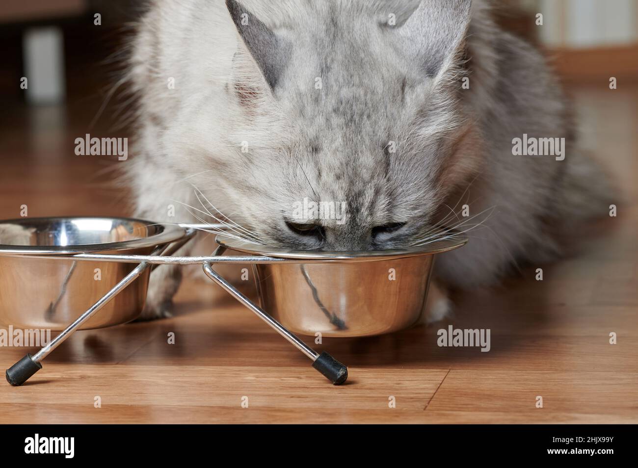Gesunde Katze essen aus Metall Schüssel Makro Nahaufnahme Stockfoto