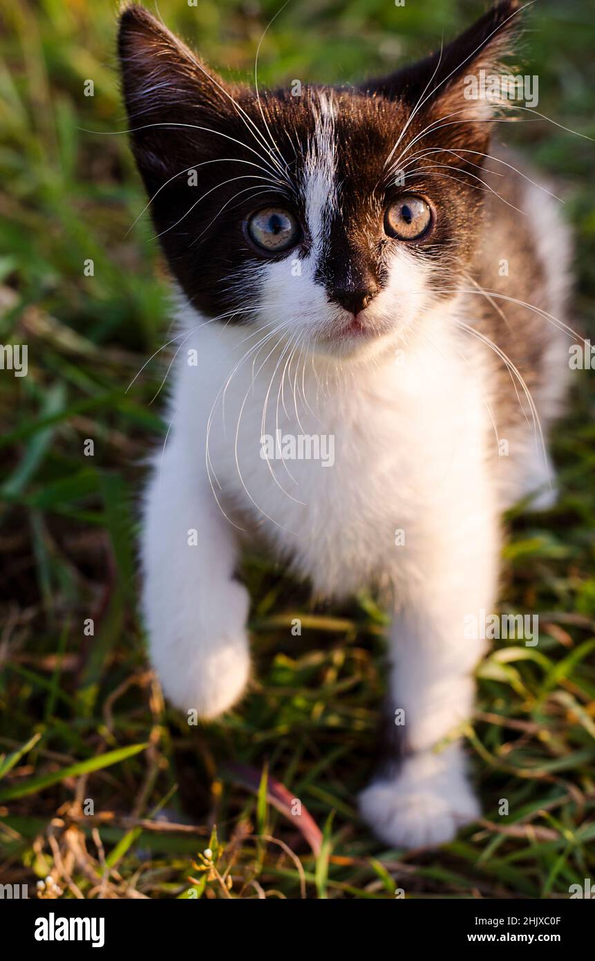 Kleine schwarze lustige Kätzchen im Gras draußen Stockfoto