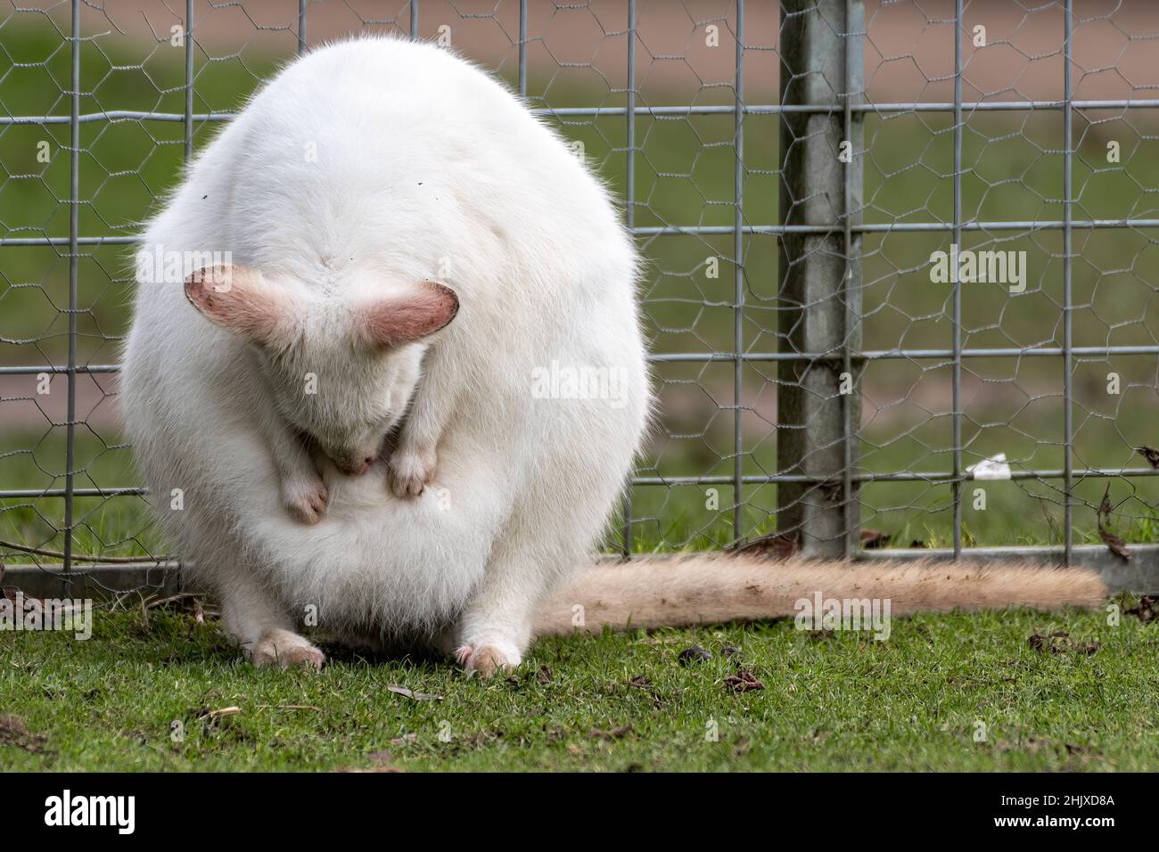Seltener weiblicher Albino Bennett's Wallaby oder Rothalswallaby Stockfoto