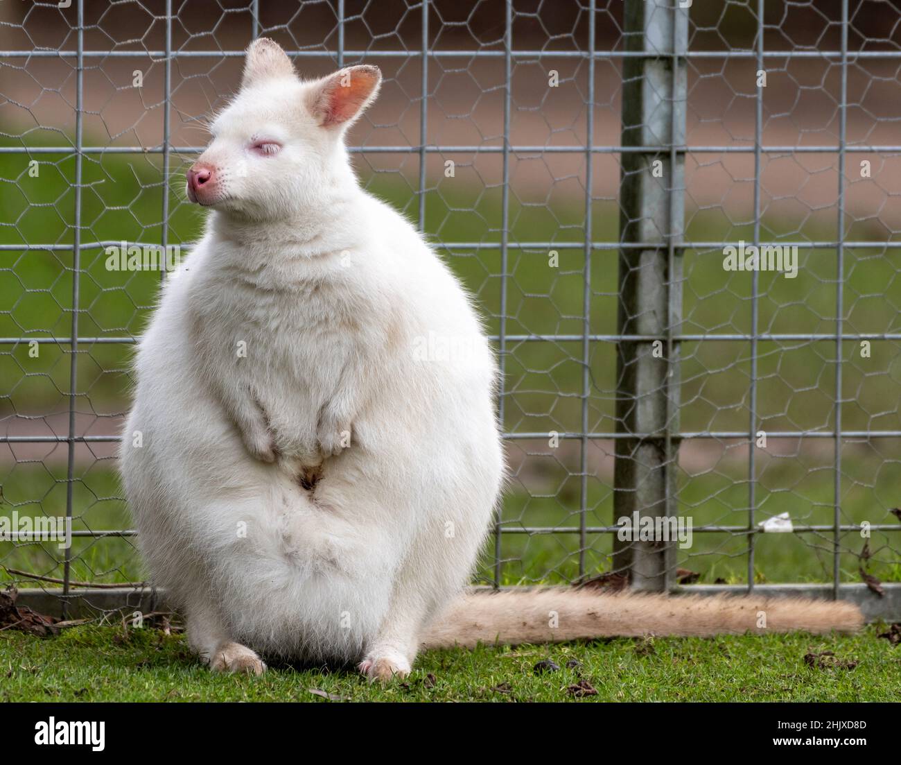 Seltener weiblicher Albino Bennett's Wallaby oder Rothalswallaby Stockfoto
