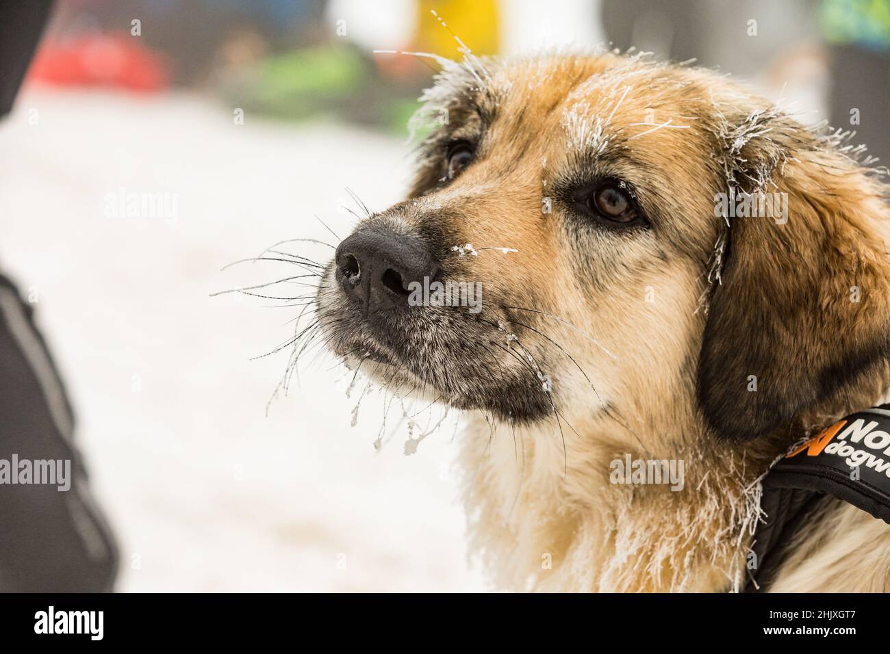 Tschechischer Berghund, Nahaufnahme eines gefrorenen Hundes. Fütterung eines Hundes im Winter. Reif am Schnurrbart des Hundes. Schlittenhunderennen im Winter. Stockfoto