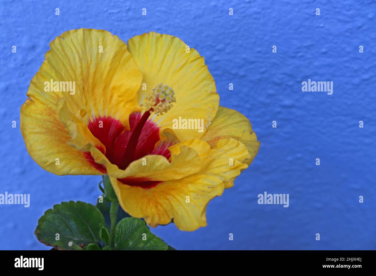 Gelbe Hibiskusblüte vor blauem Hintergrund Stockfoto