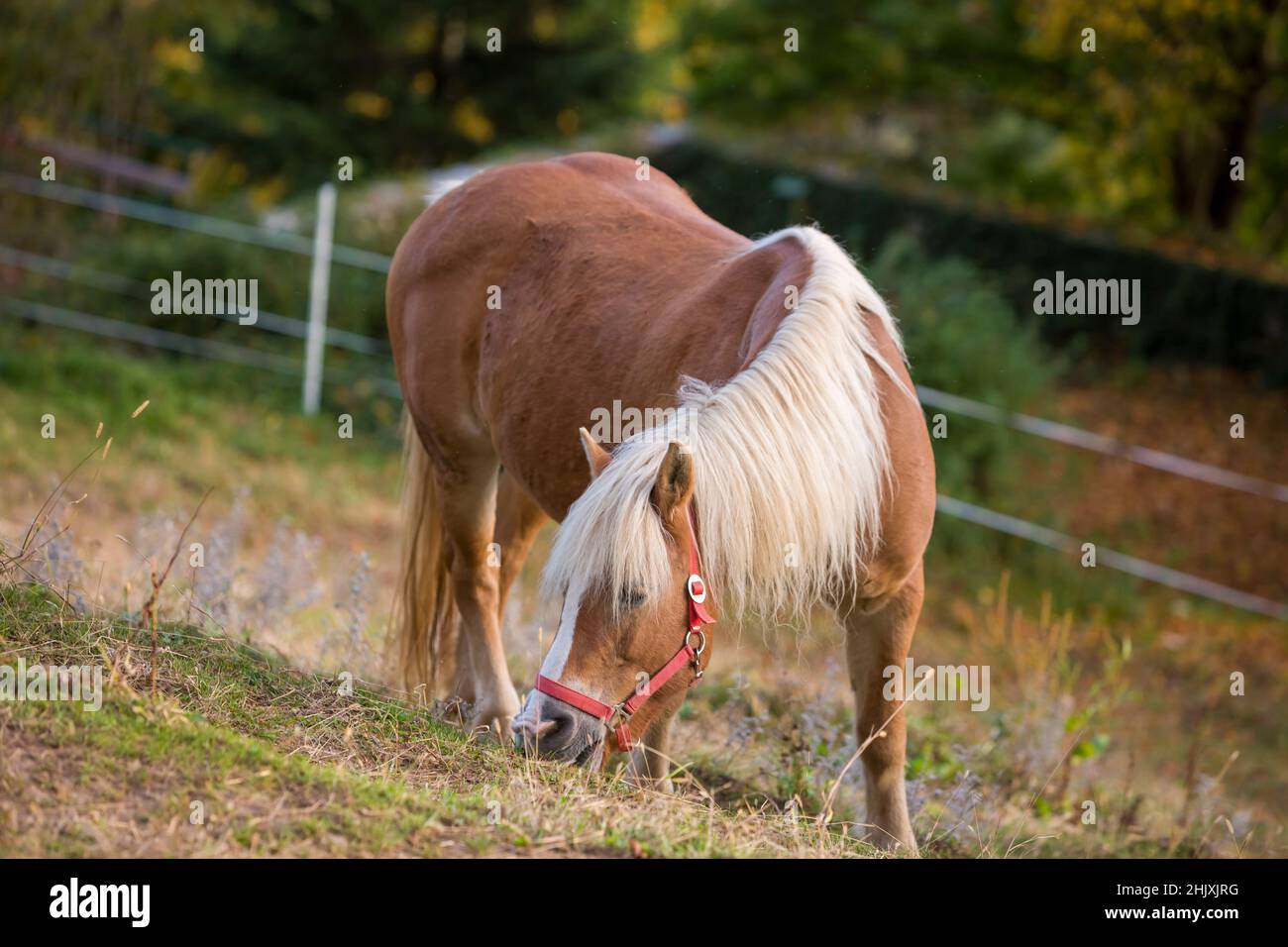 Schöne rote Pferde grasen auf einer Wiese im Frühjahr in Österreich. Stockfoto