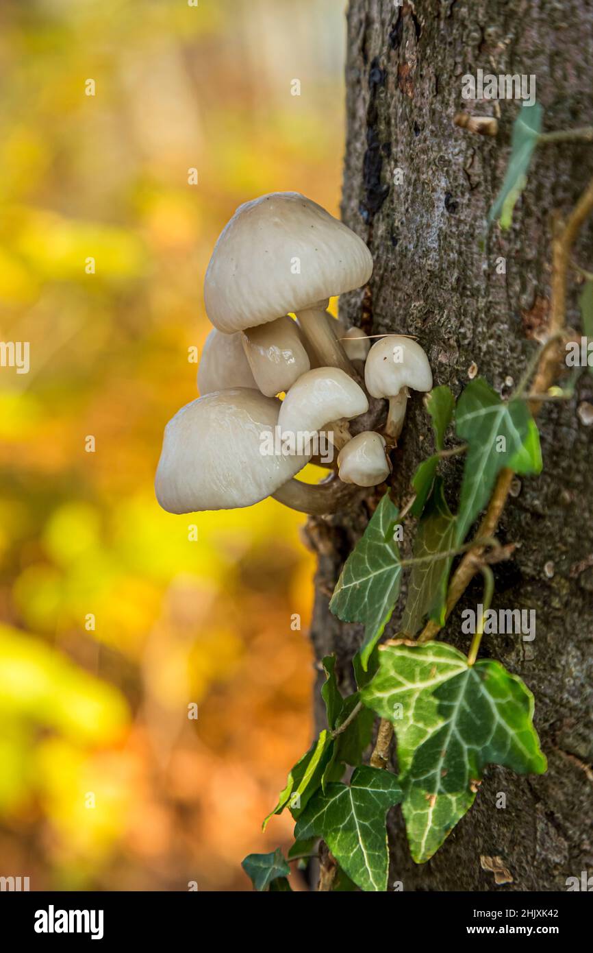 Ein paar weiße Pilze, die sich an einem stabilen Baumstamm im Wald in Österreich festklammern. Stockfoto
