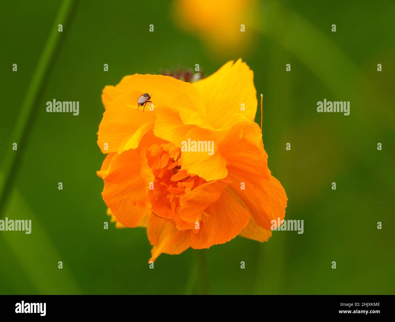 Trollblume (trollius europaeus) nach Regen, grüner Hintergrund Stockfoto