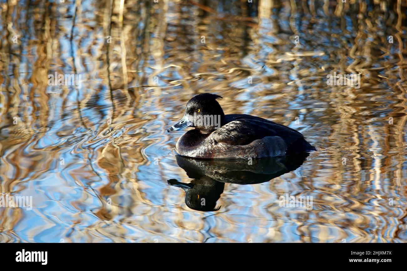 Weibchen tufted Ente schwimmen auf einem reflektierenden See Stockfoto