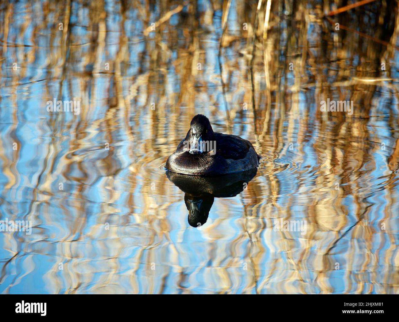 Weibchen tufted Ente schwimmen auf einem reflektierenden See Stockfoto