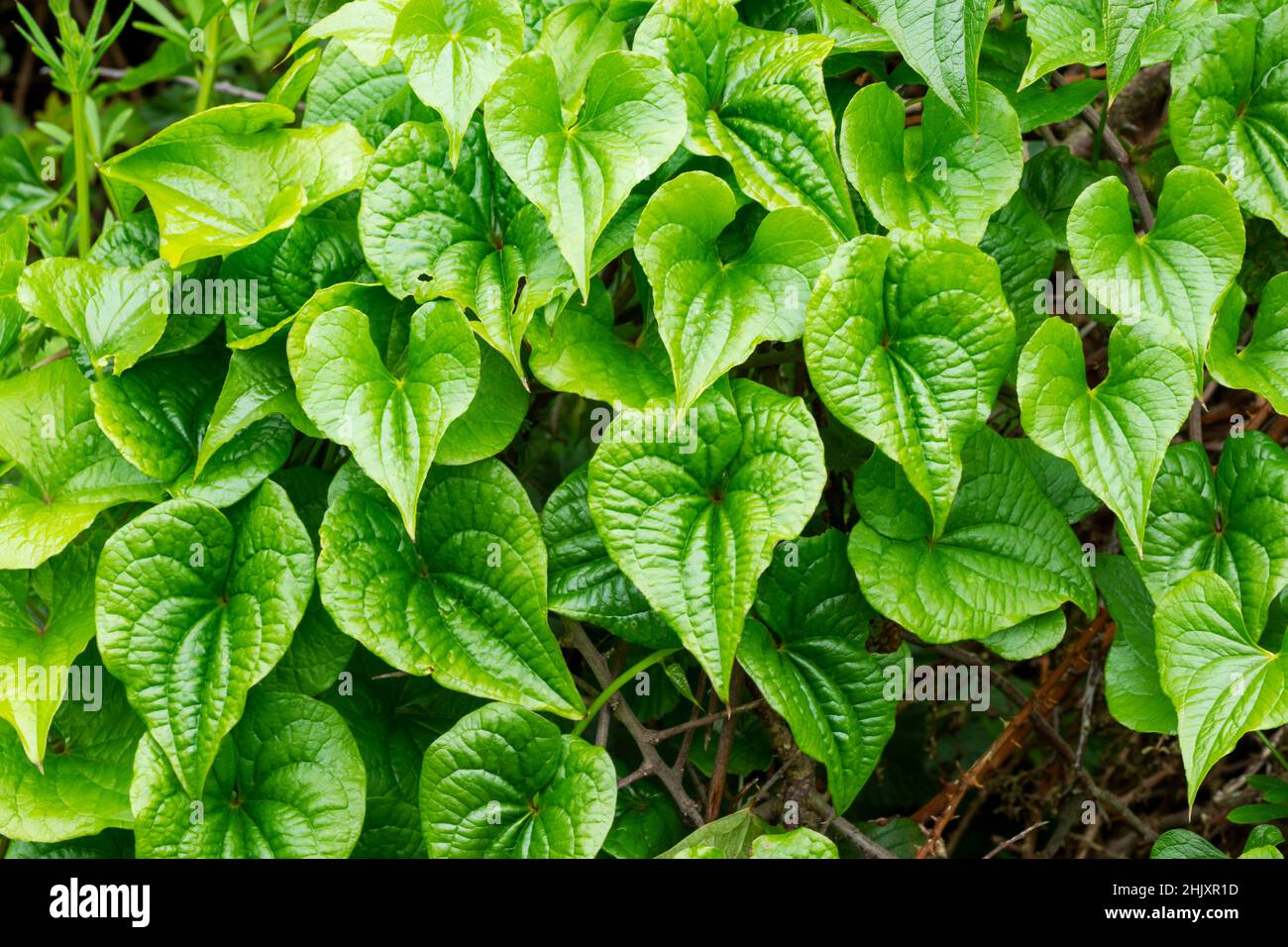 Herzförmige Blätter wachsen wild in einer Hecke Stockfoto