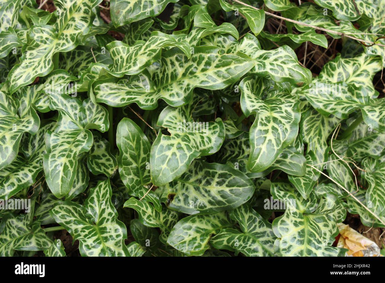 Arum italicum ist auch als italienische Herren und Damen bekannt und eine invasive Bodendeckpflanze Stockfoto