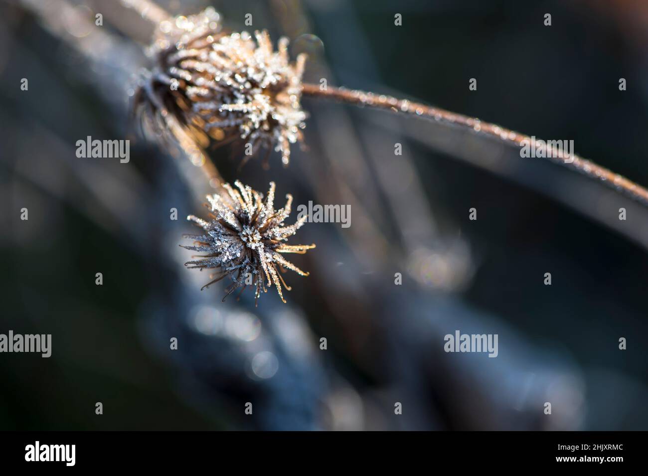 Winterblumen mit Morgentau Stockfoto