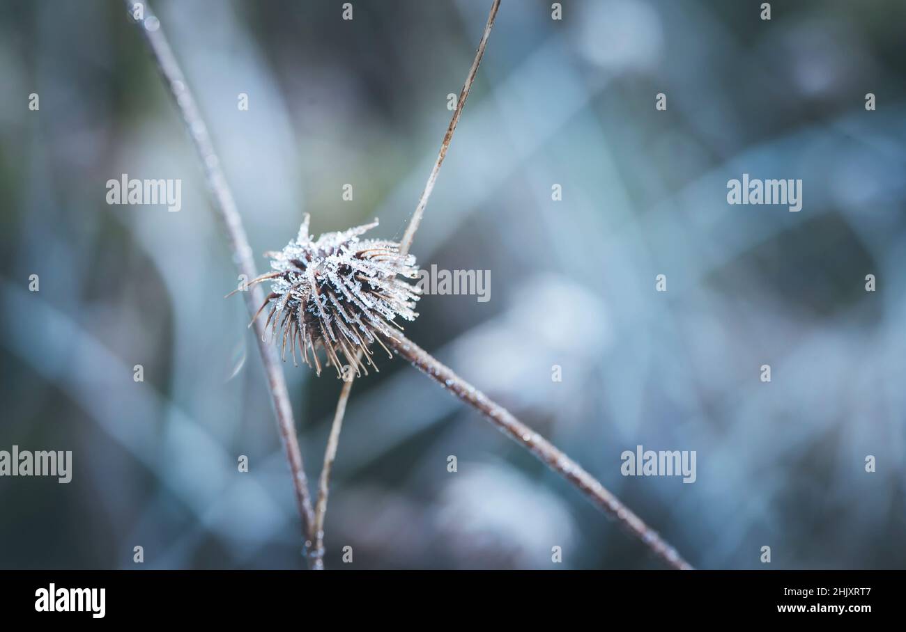 Winterblumen mit Morgentau Stockfoto