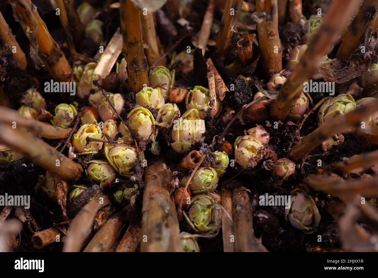 Hortensienblüten wachsen auf nassem Boden mit einigen hohen Pflanzen, die tagsüber im Garten wachsen. Freizeitaktivitäten im Freien für Naturliebhaber Stockfoto