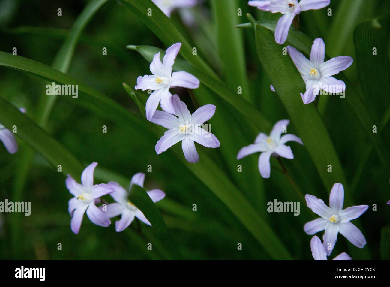 Scilla luciliae oder Chionodoxa luciliae, die Glory-of-the-Snow-Glühbirne, die im Frühling in einem Hüttengarten mit kleinen violett-blauen Blüten blüht. Stockfoto