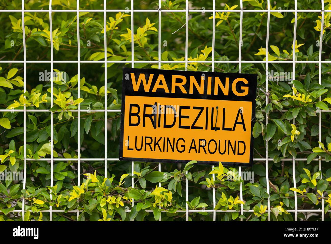 Schwarz-gelbes Warnschild auf einem Zaun mit der Aufschrift „Warnung, Bridezilla lauert herum“. Stockfoto