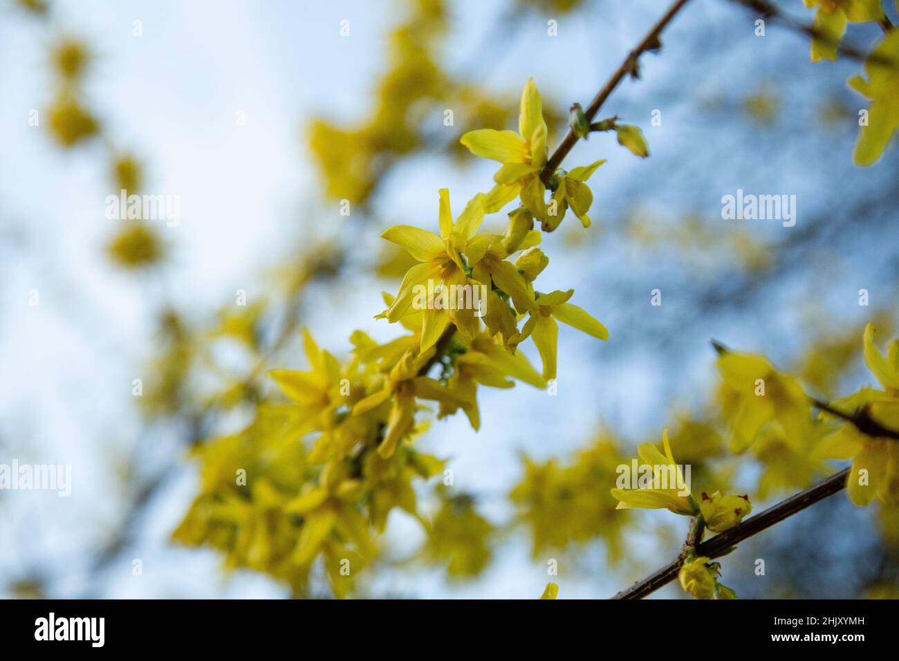 Ein gelb blühender Forsythia-Strauch aus nächster Nähe im Frühjahr. Stockfoto