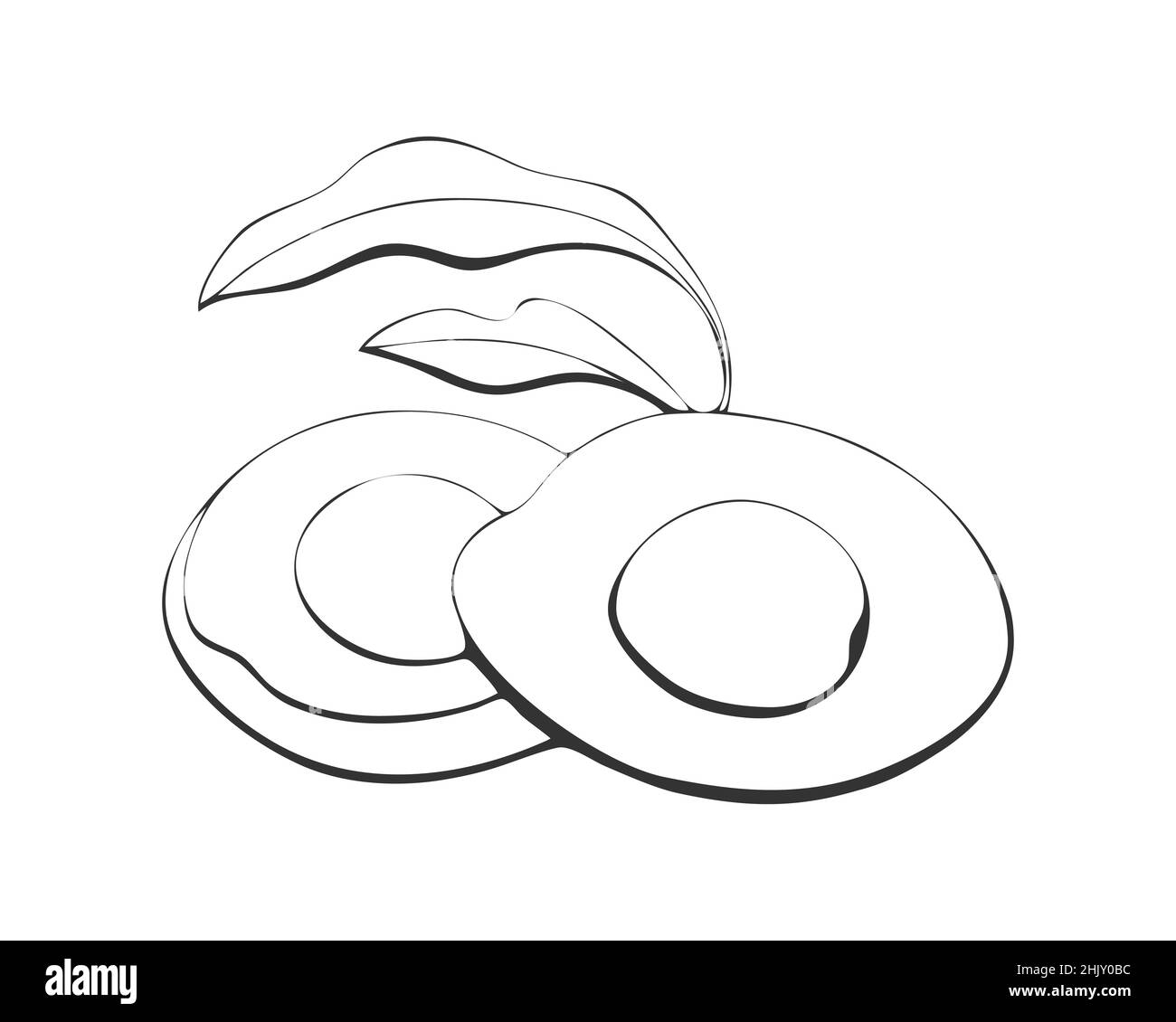 Avocado Frucht und Blatt Kontur, Silhouette . Isoliert. Vektorgrafik Stock Vektor