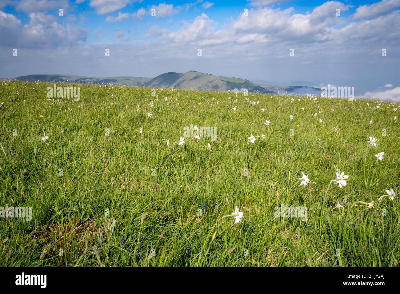 Monti Sibillini National Parl, Blühen von Narzissen im Piani di Ragnolo, Bolognola, Marken, Italien, Europa Stockfoto