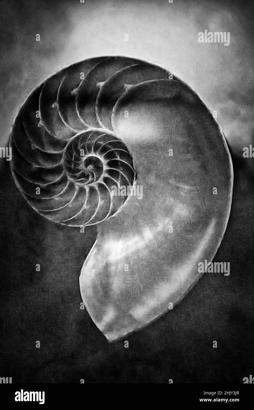 Nautilus (Nautilus SP.), Muschel Mollusken Illustrationen Stockfoto