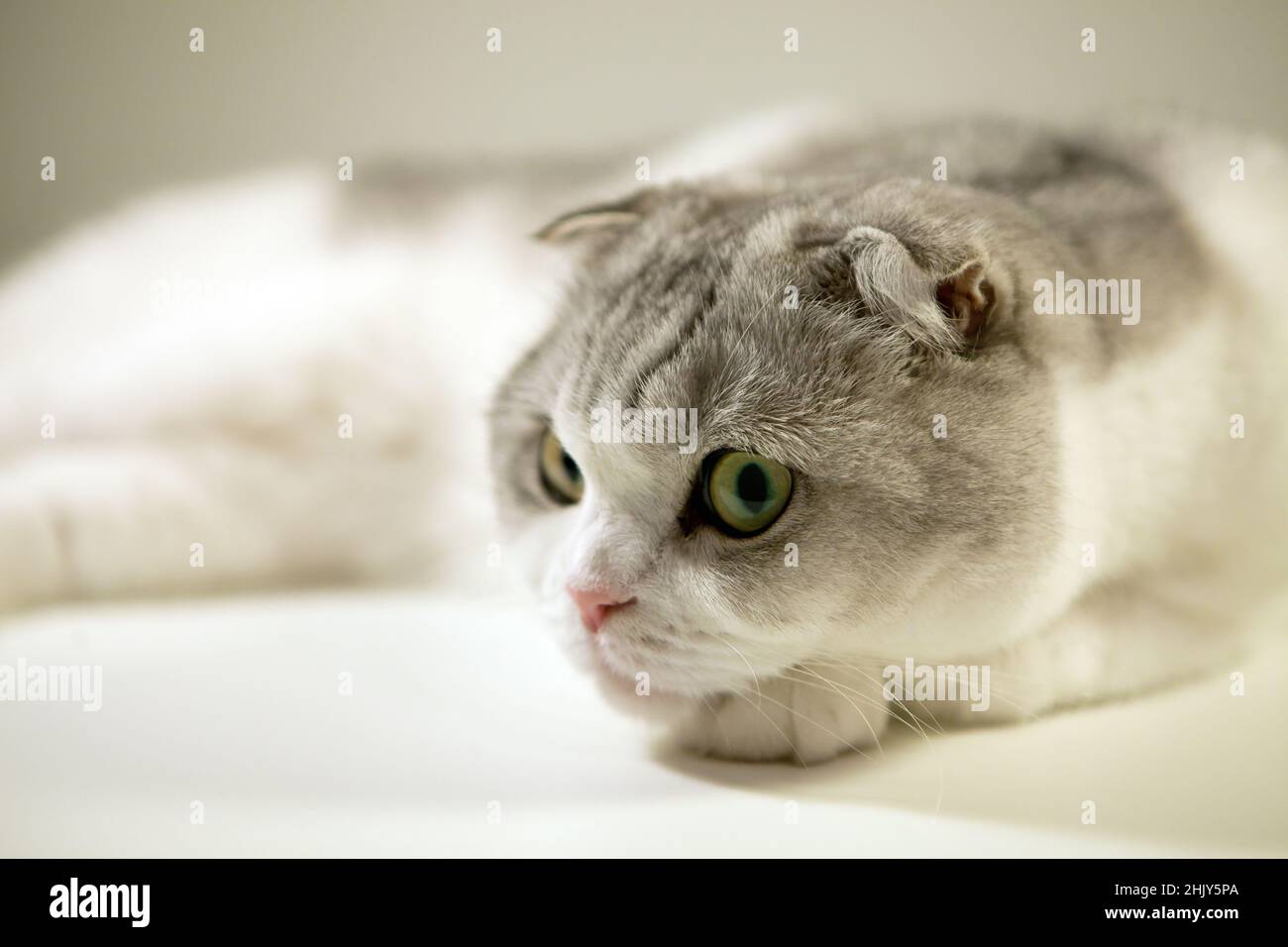 Weiße schottische Falte Katze-Bicolor Katze sieht traurig offene gelbe Augen, Nahaufnahme Porträt Stockfoto