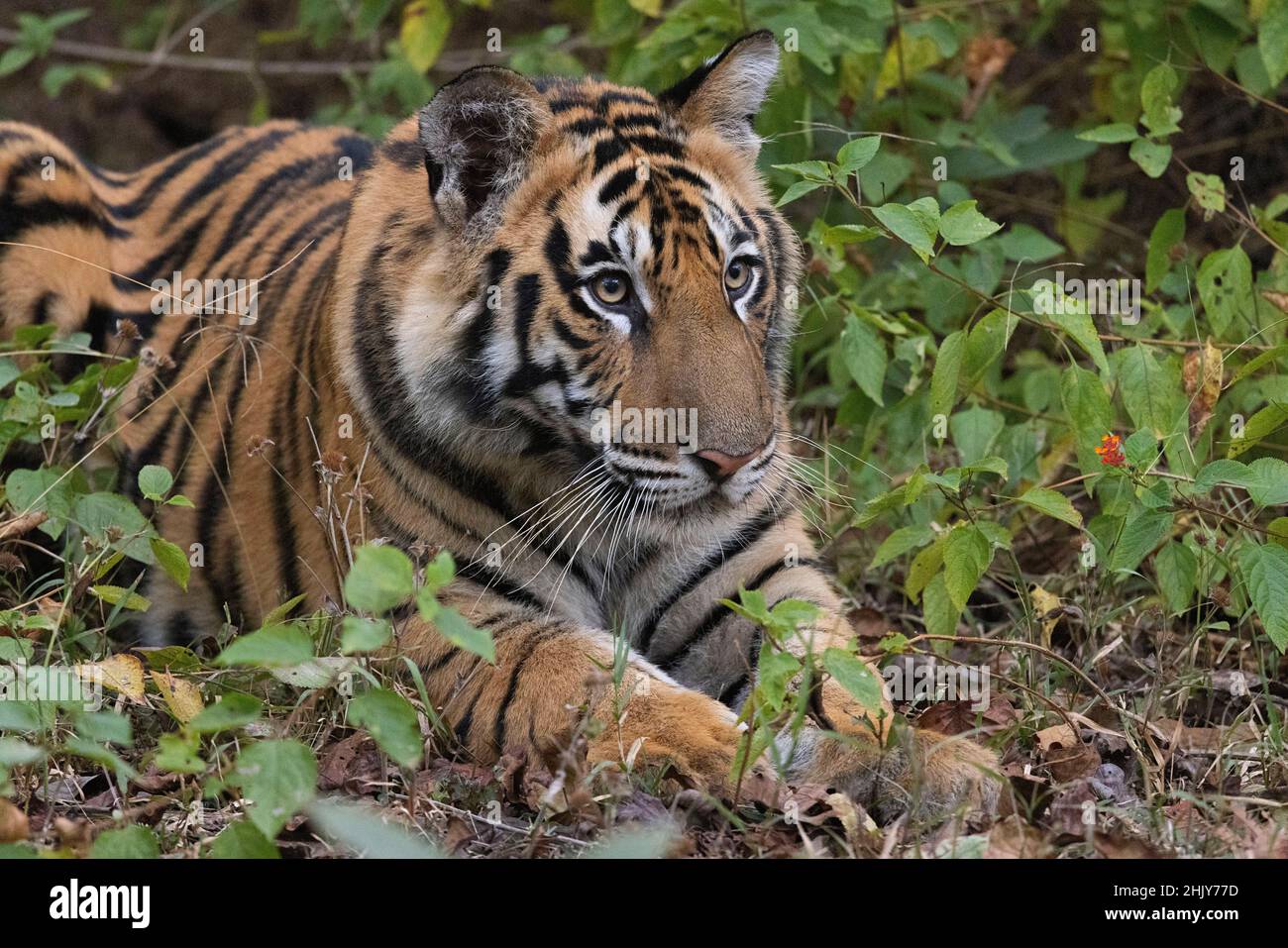 Royal Bengal Tiger, Panthera tigris, Cub, Bandhavgarh Tiger Reserve, Madhya Pradesh, Indien Stockfoto