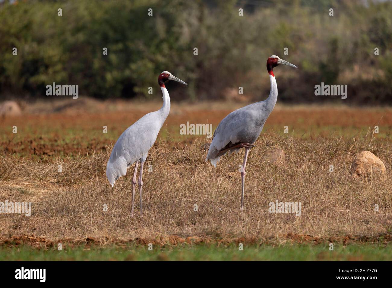 Zwei Sarus-Kraniche, Antigone antigone, Panna Tiger Reserve, Madhya Pradesh, Indien Stockfoto
