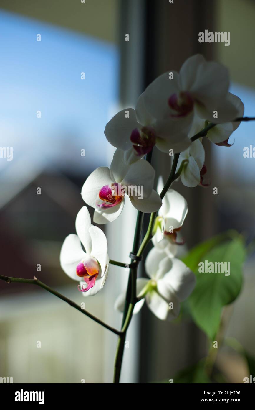 Erste Frühlingsblumen im Zimmer. Hochwertige Fotos Stockfoto