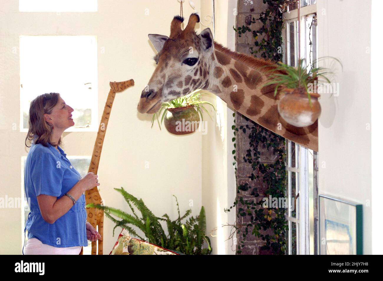 EINE ROTHSCHILD-GIRAFFE BEGRÜSST BRYONY ANDERSON DURCH DAS FENSTER DES HERRENHAUSES DER GIRAFFE. IN IHREM HERRENHAUS IN NAIROBI, KENIA, HABEN DIE ANDERSONS MEHR ALS EIN DUTZEND WILDER GIRAFFEN, DIE ZWEIMAL AM TAG KOMMEN UND IHREN KOPF DURCH DIE FENSTER UND TÜREN DES HERRENHAUSES STECKEN, UM IHREN LIEBLINGSSNACK MIT FRISCHEM OBST ZU GENIESSEN. DIE ROTHSCHILD-GIRAFFEN WURDEN WELTWEIT WENIGER ALS 150 REDUZIERT, ABER MIT HILFE DER BEMÜHUNGEN DES GIRAFFENGUTES IST DIE WELTBEVÖLKERUNG AUF 350 ANGEWACHSEN. BILD: GARYROBERTSPHOTO.COM Stockfoto