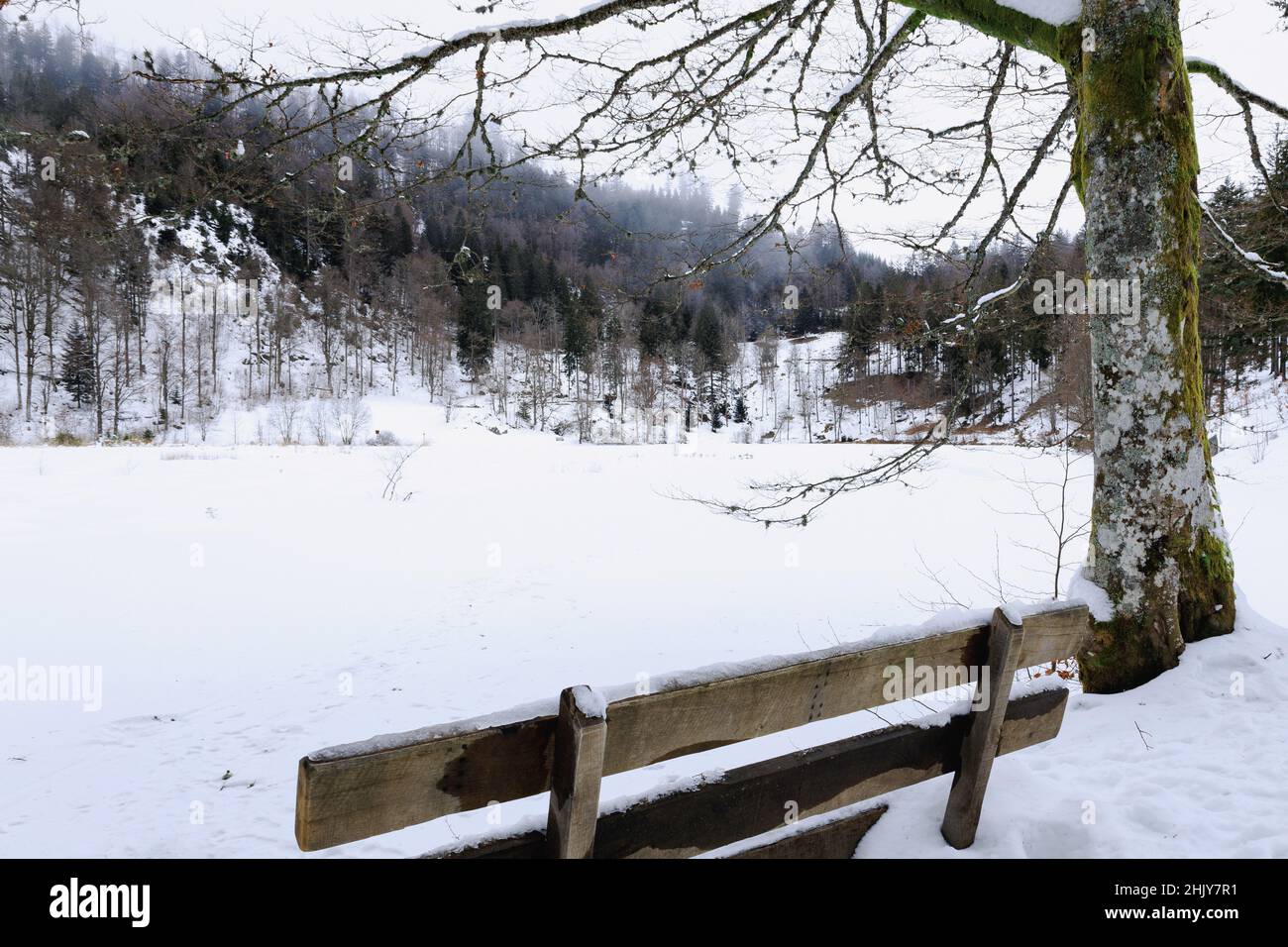 Deutschland, Schwarzwald - kleines Wiesental, Blick über gefrorenen und verschneiten Nonnenmattweiher mit Bank und Baum davor Stockfoto