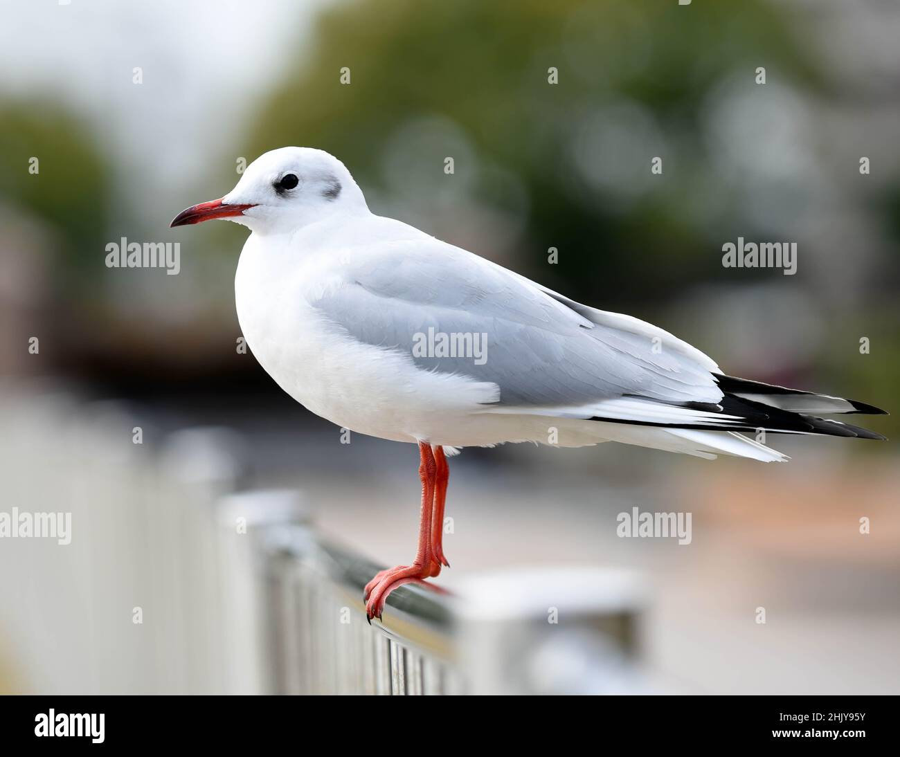 Rotschnabelmöwe, die auf einem Metallzaun ruht Stockfoto