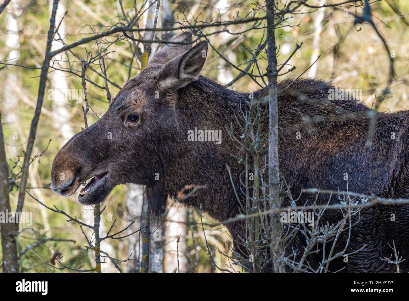 Nahaufnahme eines Elches, der in der Wildnis in polnischen Wäldern lebt, eines männlichen Elchs ohne Geweih Stockfoto