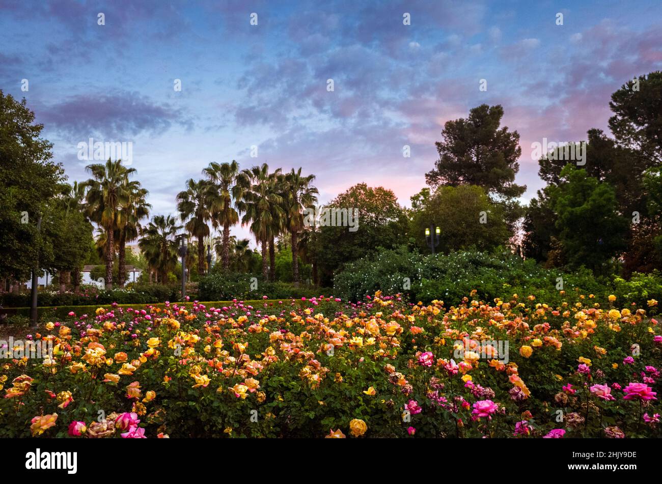 Granada, Andalusien, Spanien : Rosengarten im Park Federico García Lorca, der 1995 eingeweiht wurde. Stockfoto
