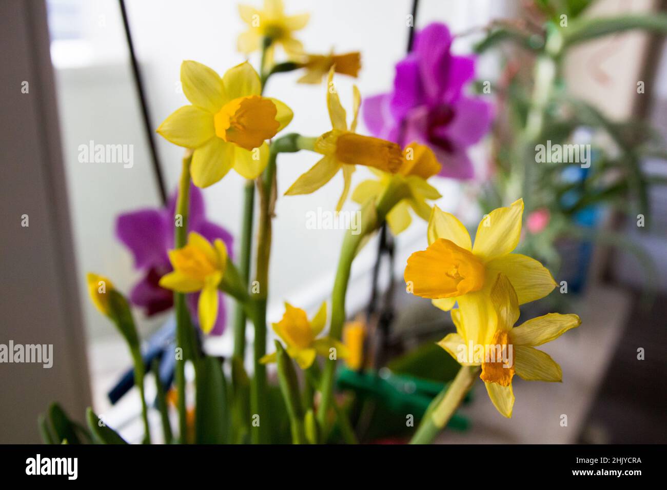 Erste Frühlingsblumen im Zimmer. Hochwertige Fotos Stockfoto