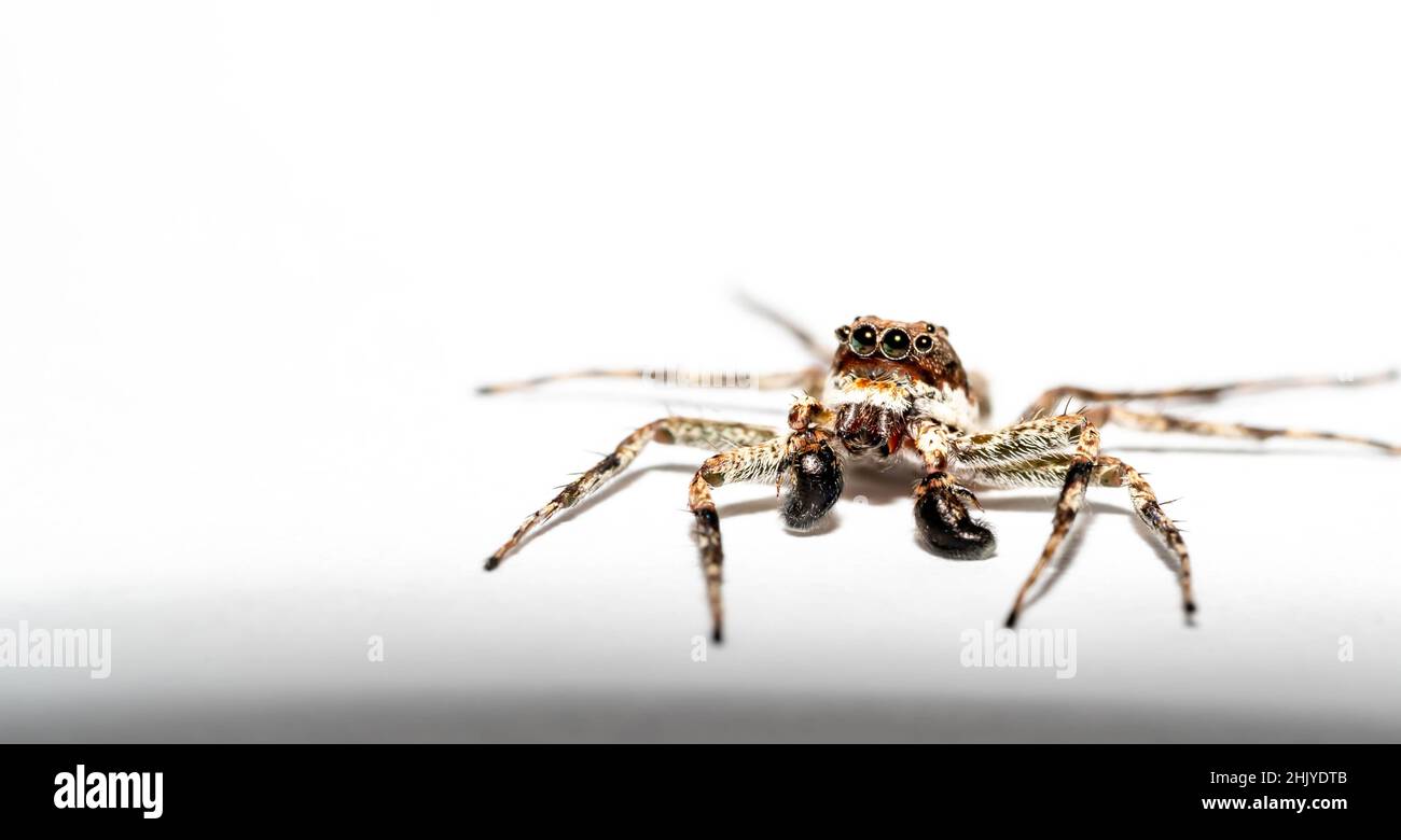 Makro-Nahaufnahme einer springenden Spinne mit sichtbaren Haaren und großen Augen Stockfoto