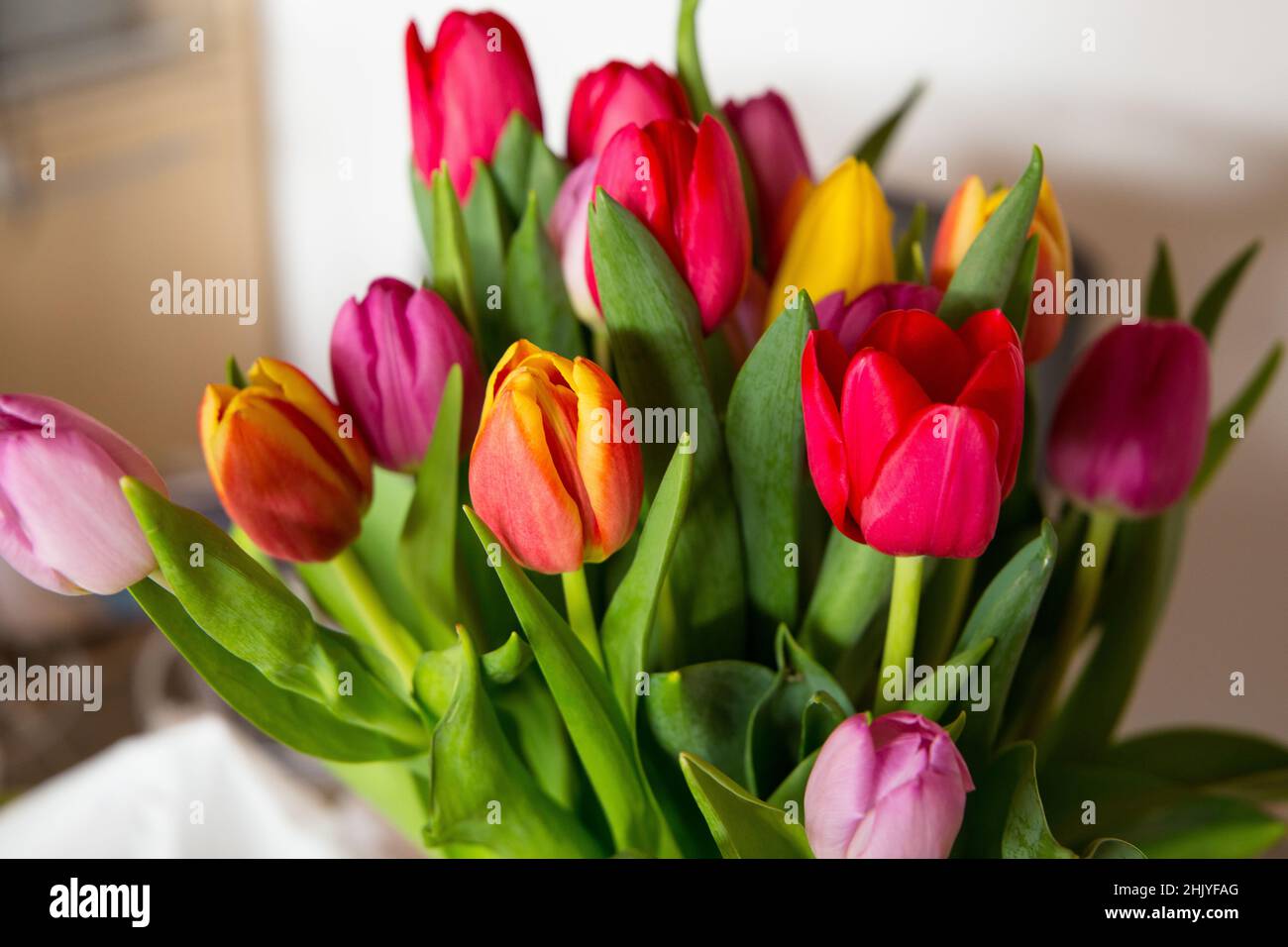 Erste Frühlingsblumen im Zimmer. Hochwertige Fotos Stockfoto