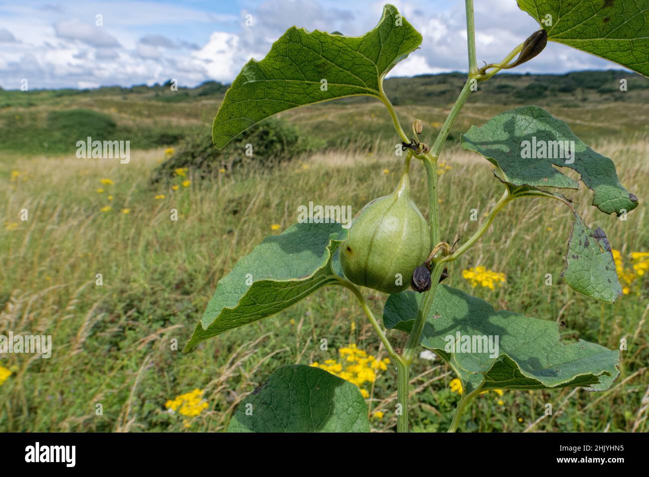 Europäische Mutterkraut / Holländerpfeife (Aristolochia clematitis) mit sich entwickelnder Fruchtkapsel zwischen Küstensanddünen, Merthyr Mawr Warren NNR, Glamour Stockfoto
