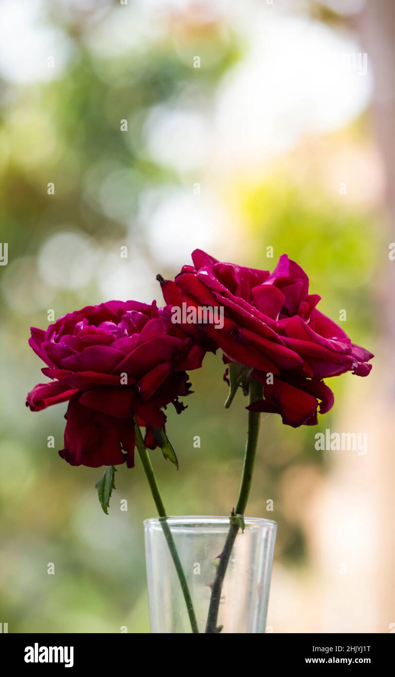 Zwei rote Rose in einer Glas-Nahaufnahme mit schönen unscharfen Hintergrund , Geschenk für Frau oder Liebhaber in Rose Tag, valentinstag Stockfoto