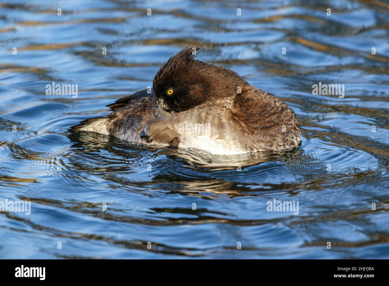 Reiherenten Stockfoto