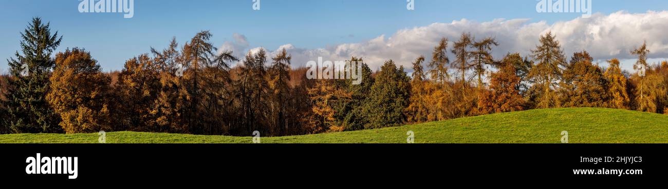 Panorama der Herbstbäume, Shropshire Stockfoto