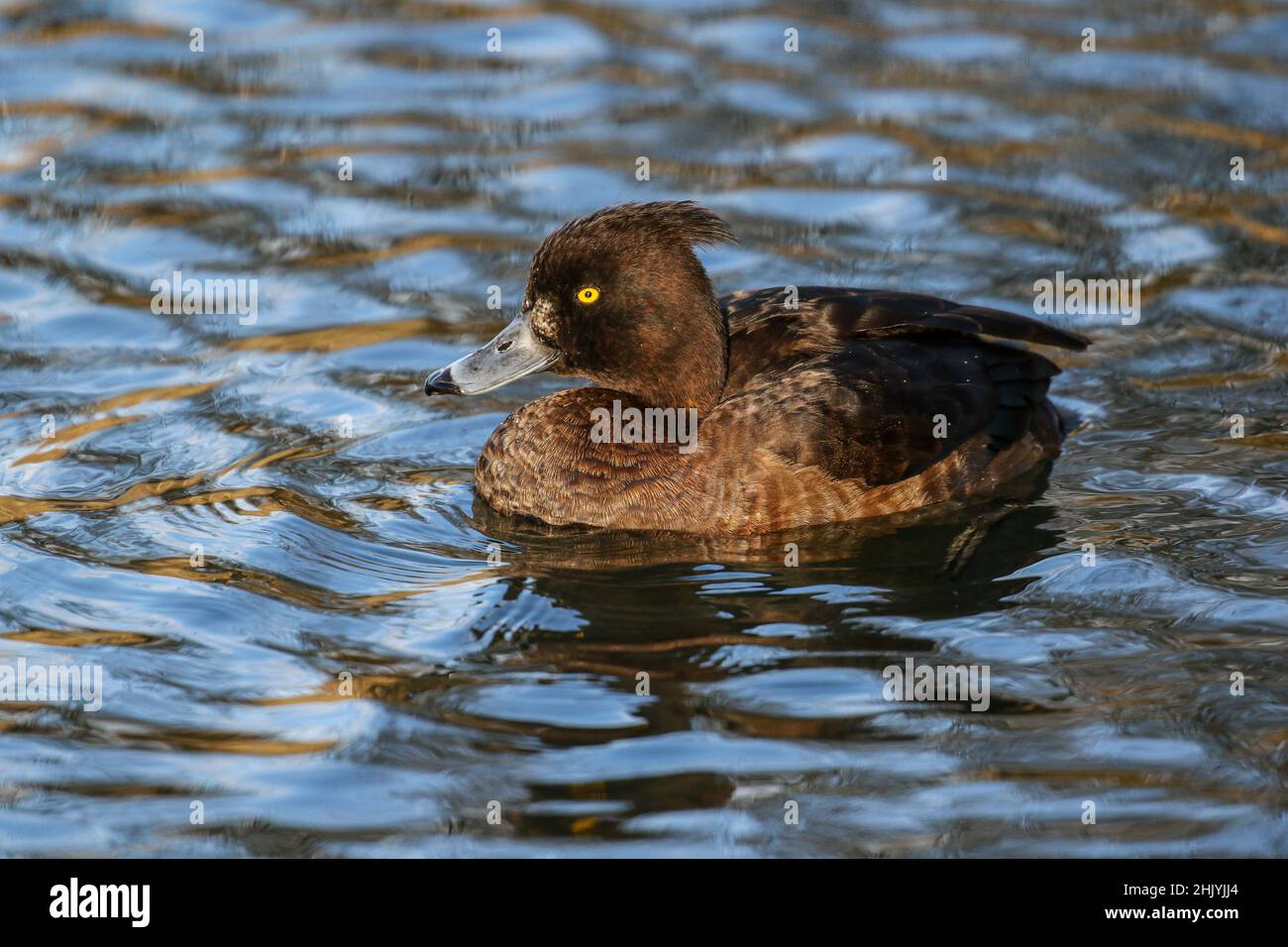 Reiherenten Stockfoto